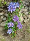 stelle viola